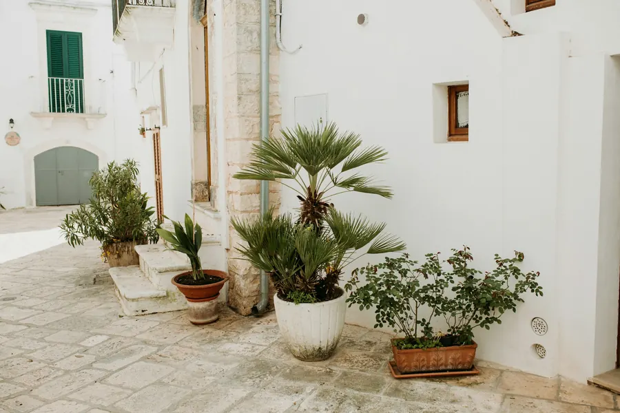 Corte imbiancata a calce con piante in vaso, in Puglia